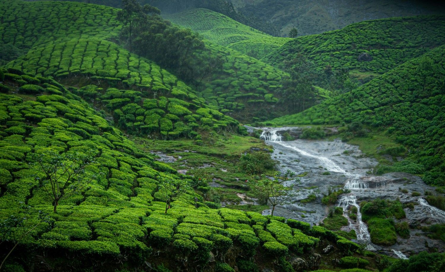 Munnar, Kerala